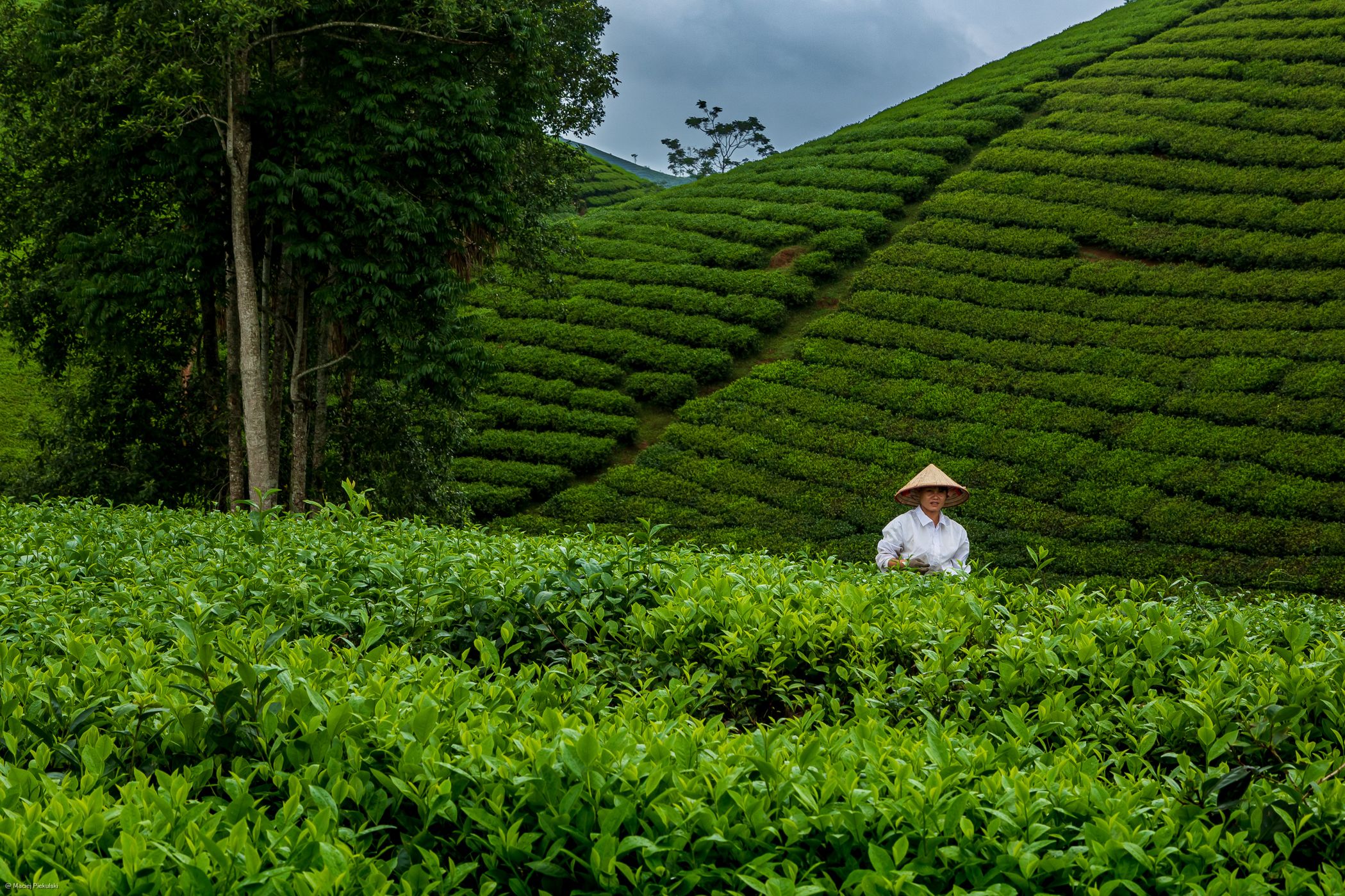 Tea Terrace, Vietnam