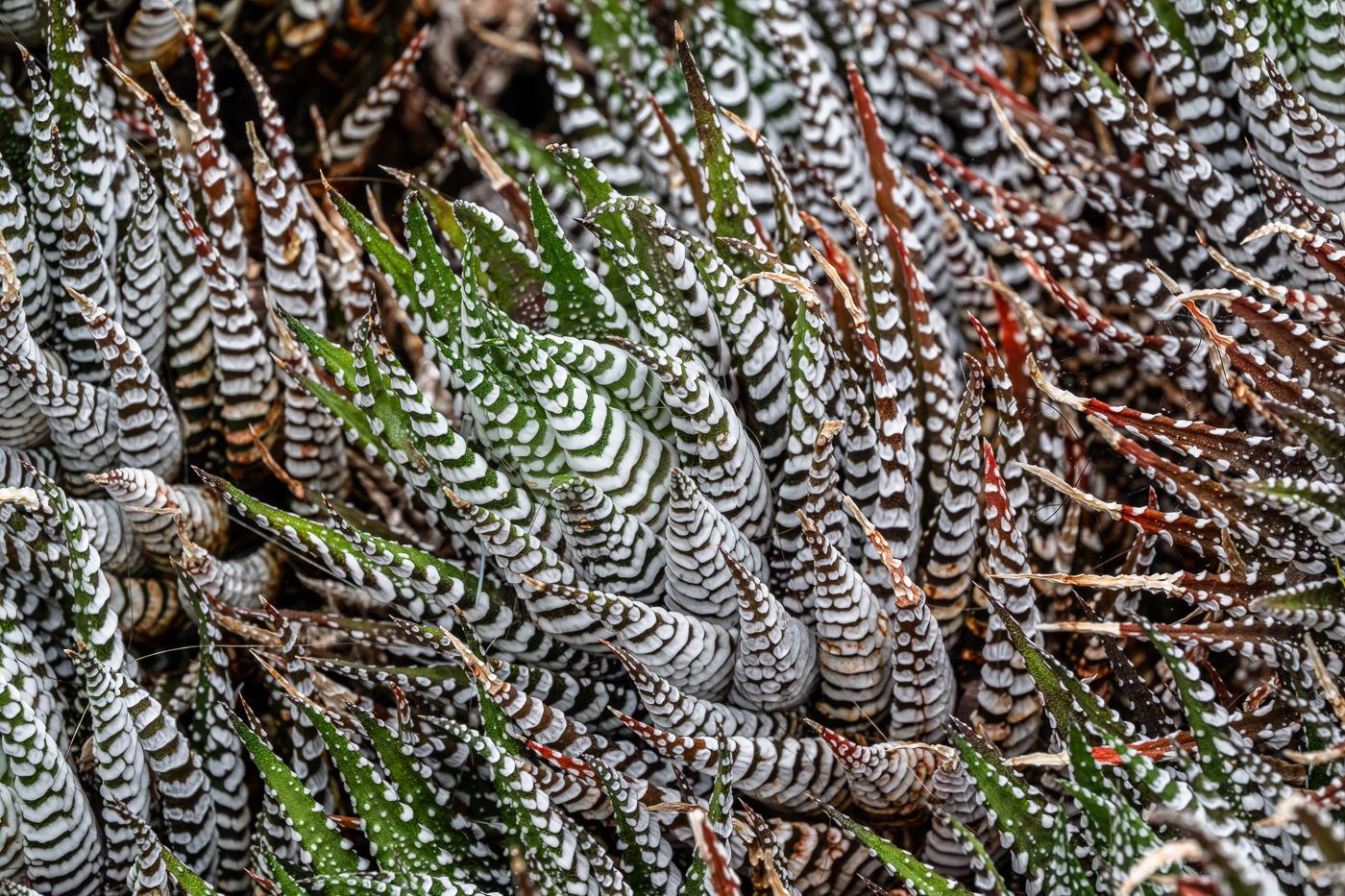 U.S. Botanic Garden, USA