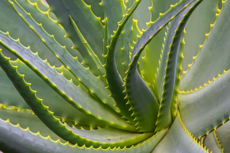 U.S. Botanic Garden