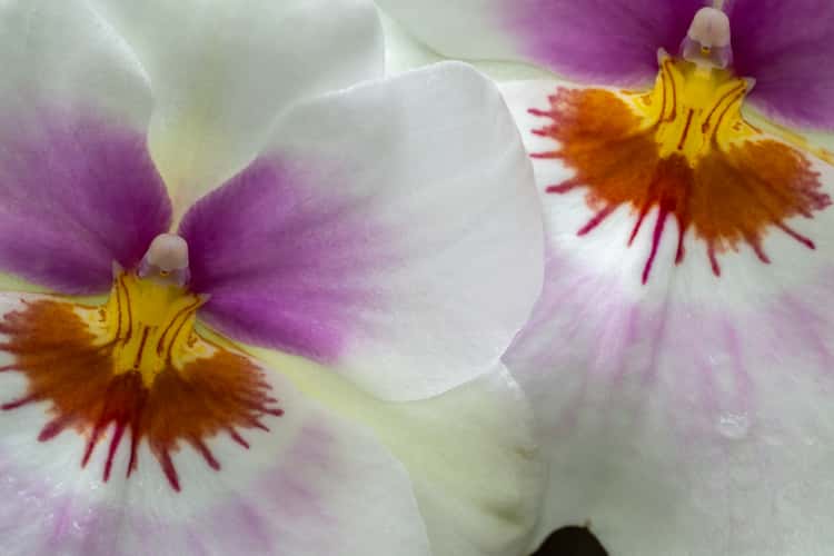 U.S. Botanic Garden