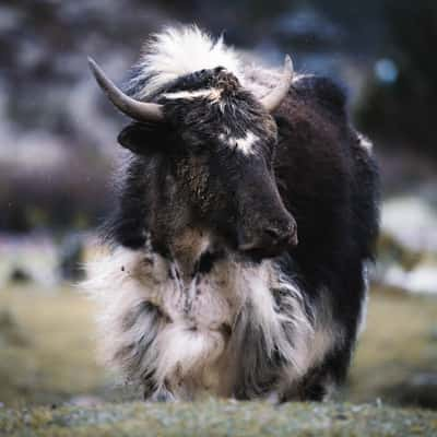 Yaks, Tashijaithang Valley, Bhutan