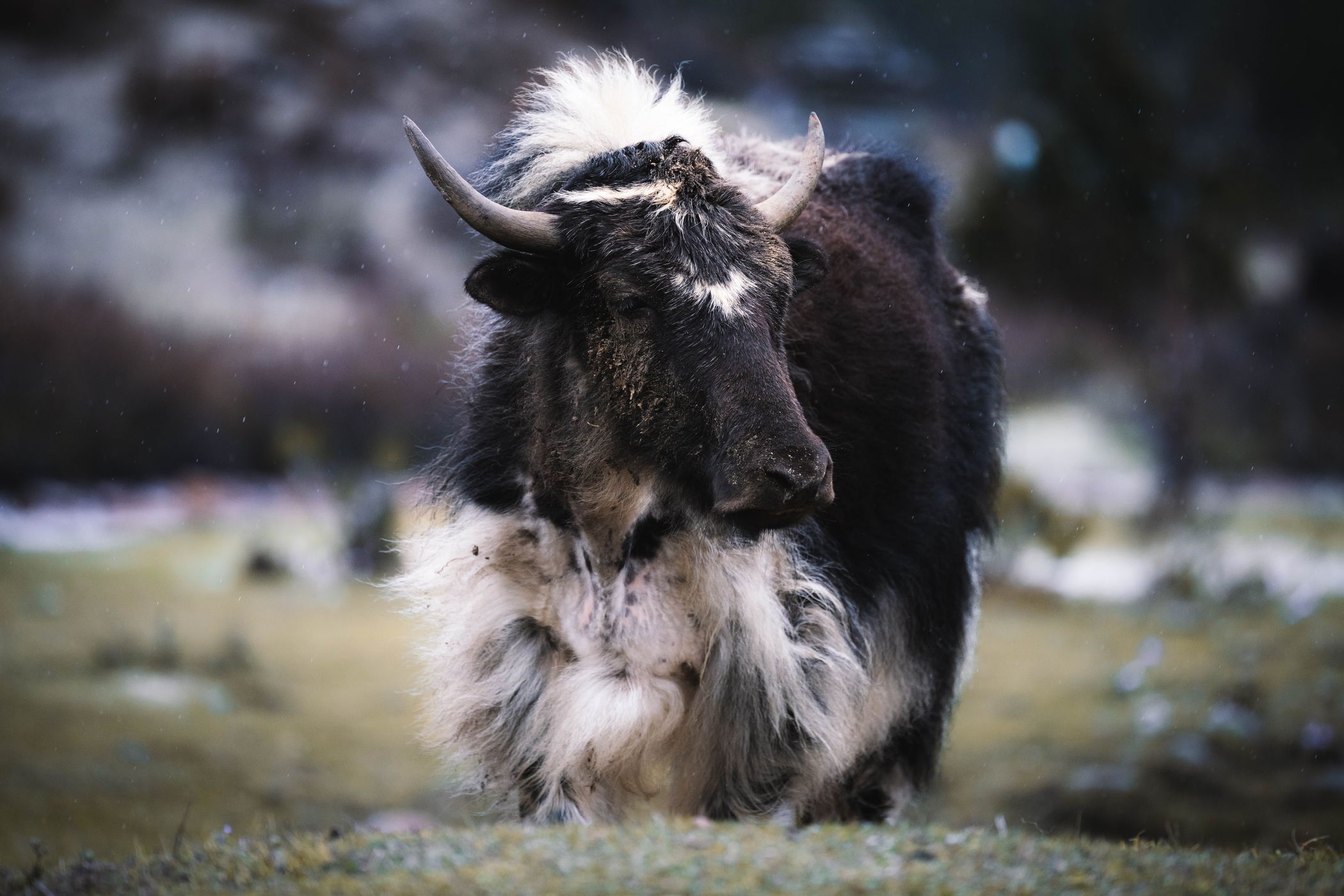 Yaks, Tashijaithang Valley, Bhutan