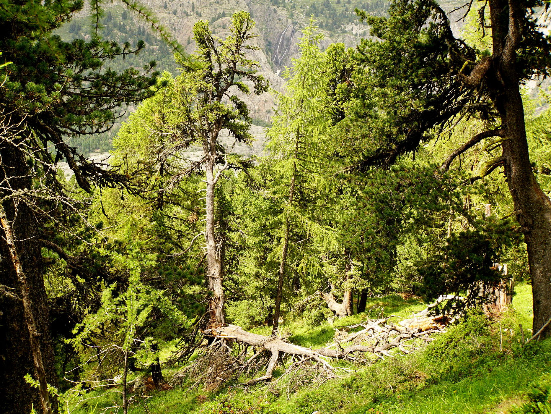 Aletschwald, Switzerland