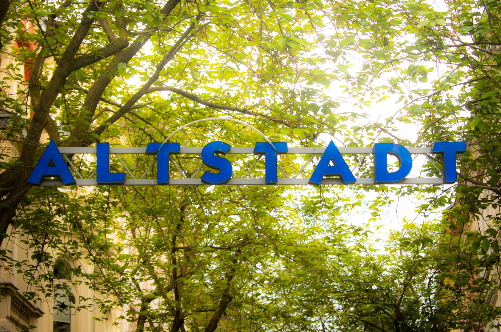'Altstadt' cherry trees, Bonn, Germany