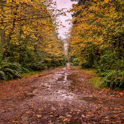 Autum colours Redwood Forest, Rotorua, North Island, New Zealand