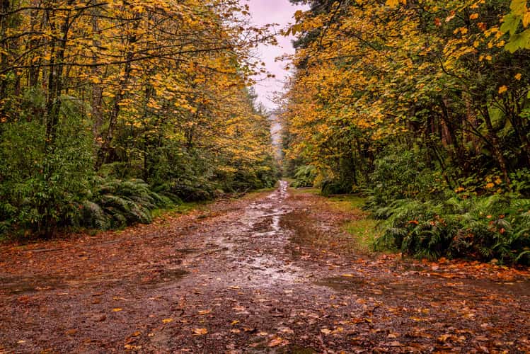 Autum colours Redwood Forest, Rotorua, North Island