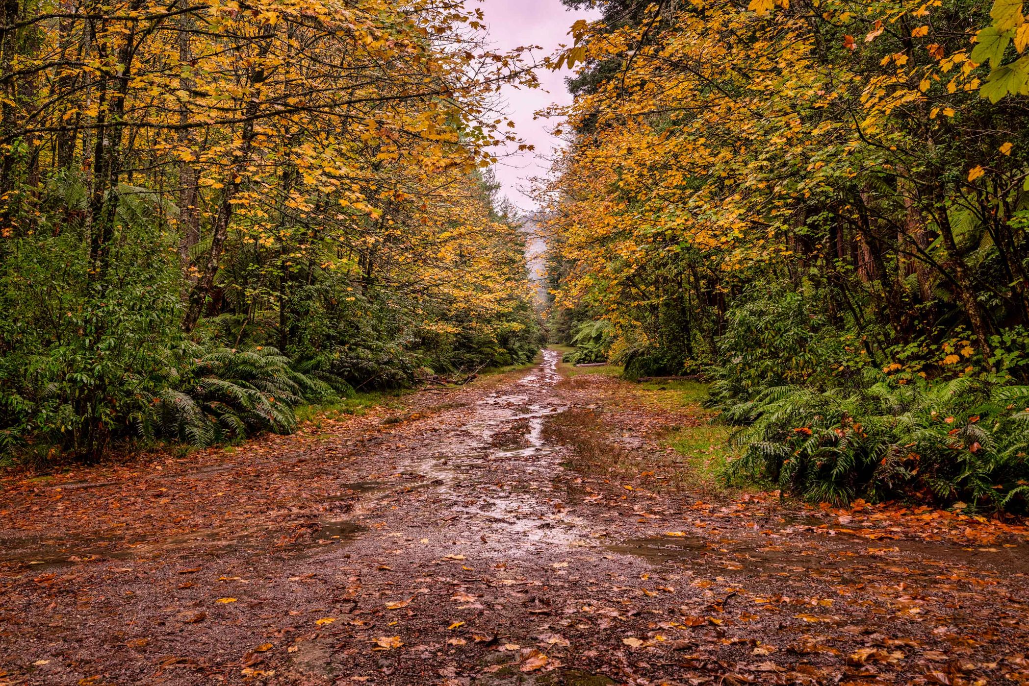 Autum colours Redwood Forest, Rotorua, North Island, New Zealand