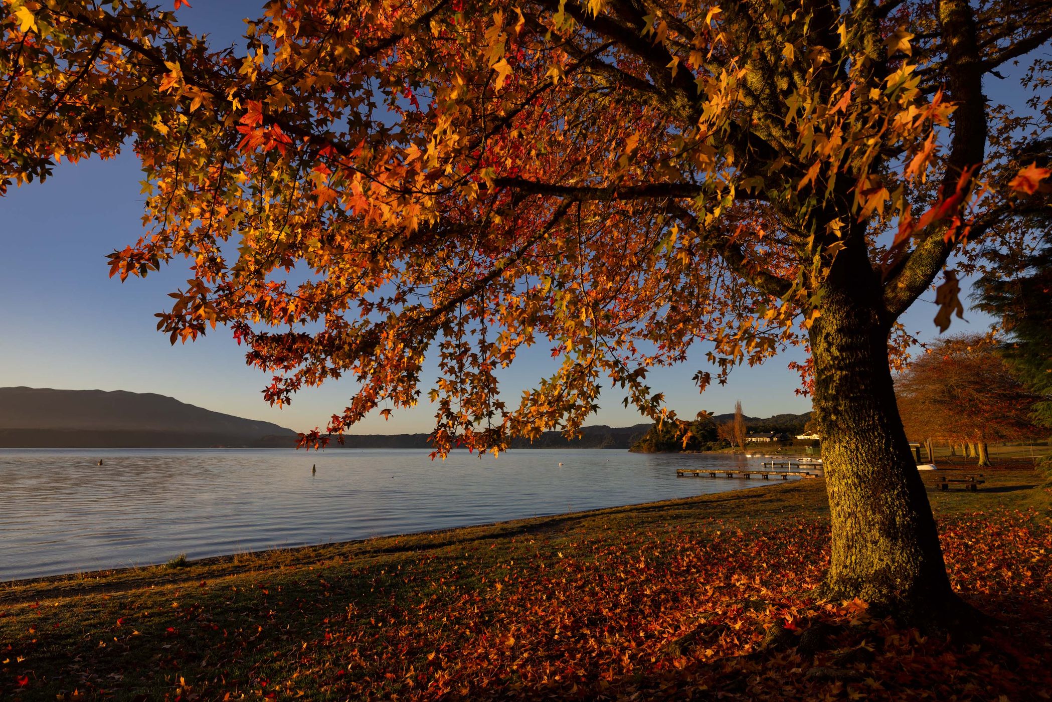 Autumn Colours Lake Tarawera, Rotorua, North Island, New Zealand