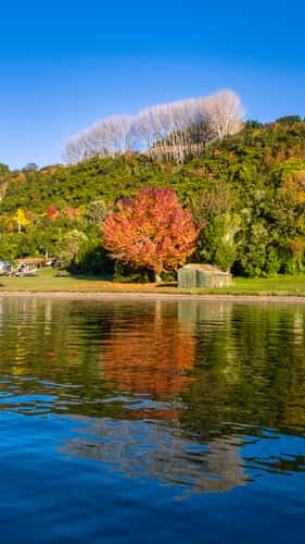 Autumn Tree, Lake Tarawera, Rotorua, North Island