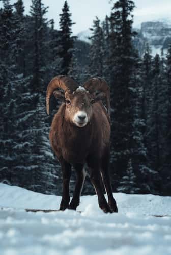 Bighorn sheep