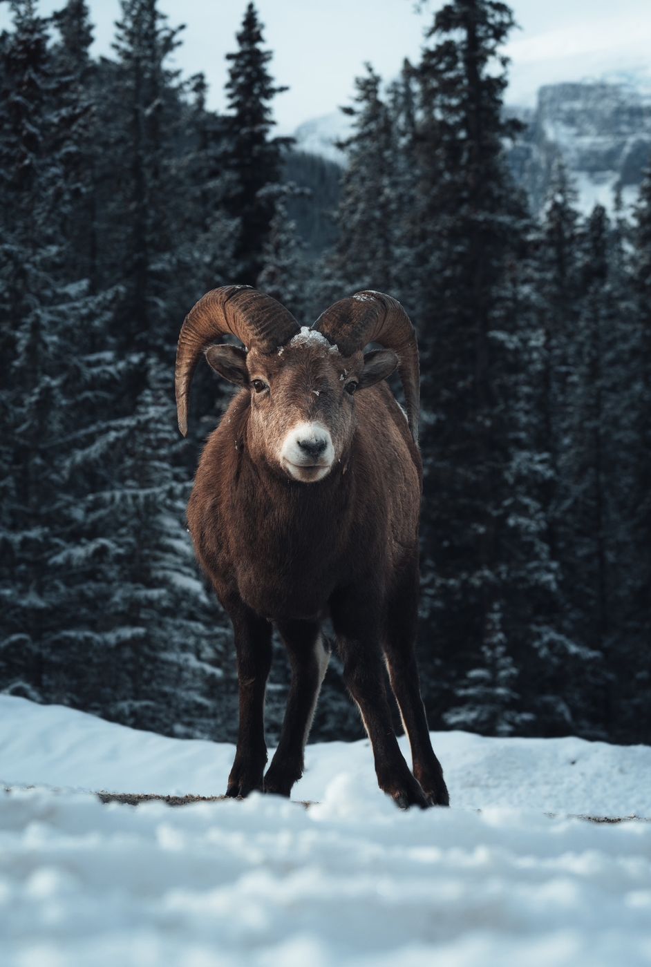 Bighorn sheep, Canada