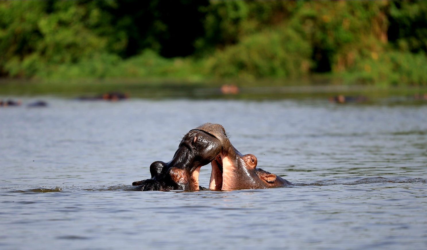 Birds of Lake Mburo, Uganda