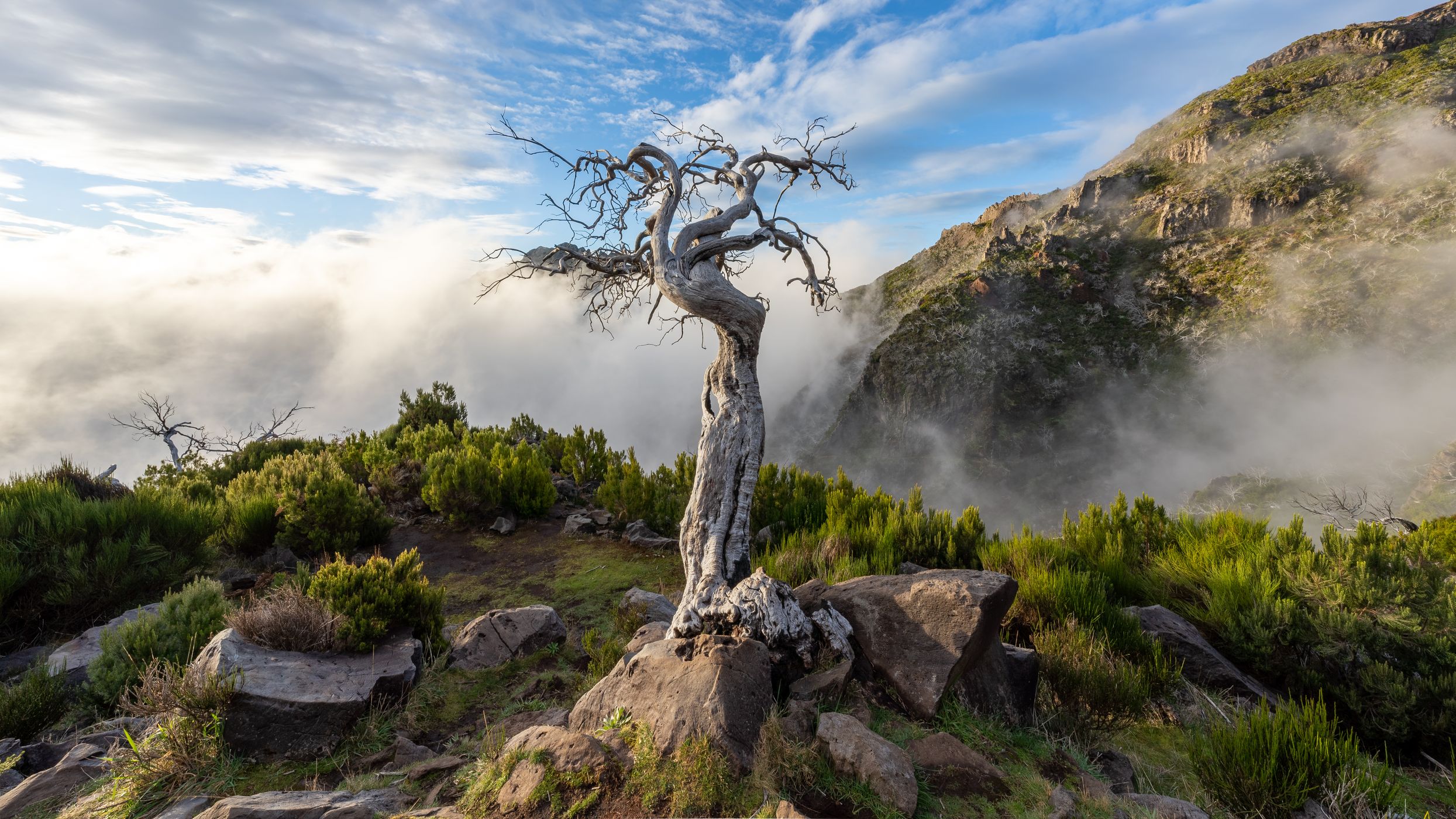 Burned Tree (Pico Ruivo), Portugal