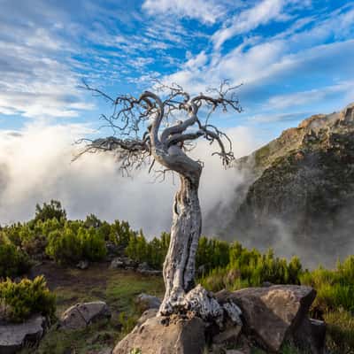 Burned Tree (Pico Ruivo), Portugal