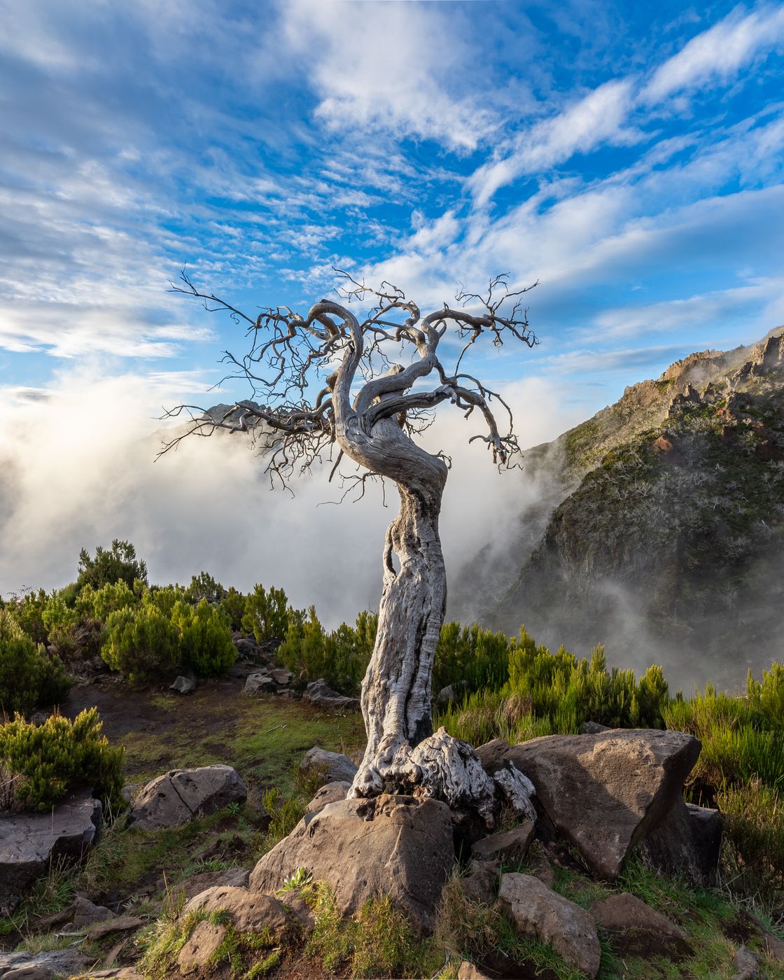 Burned Tree (Pico Ruivo), Portugal