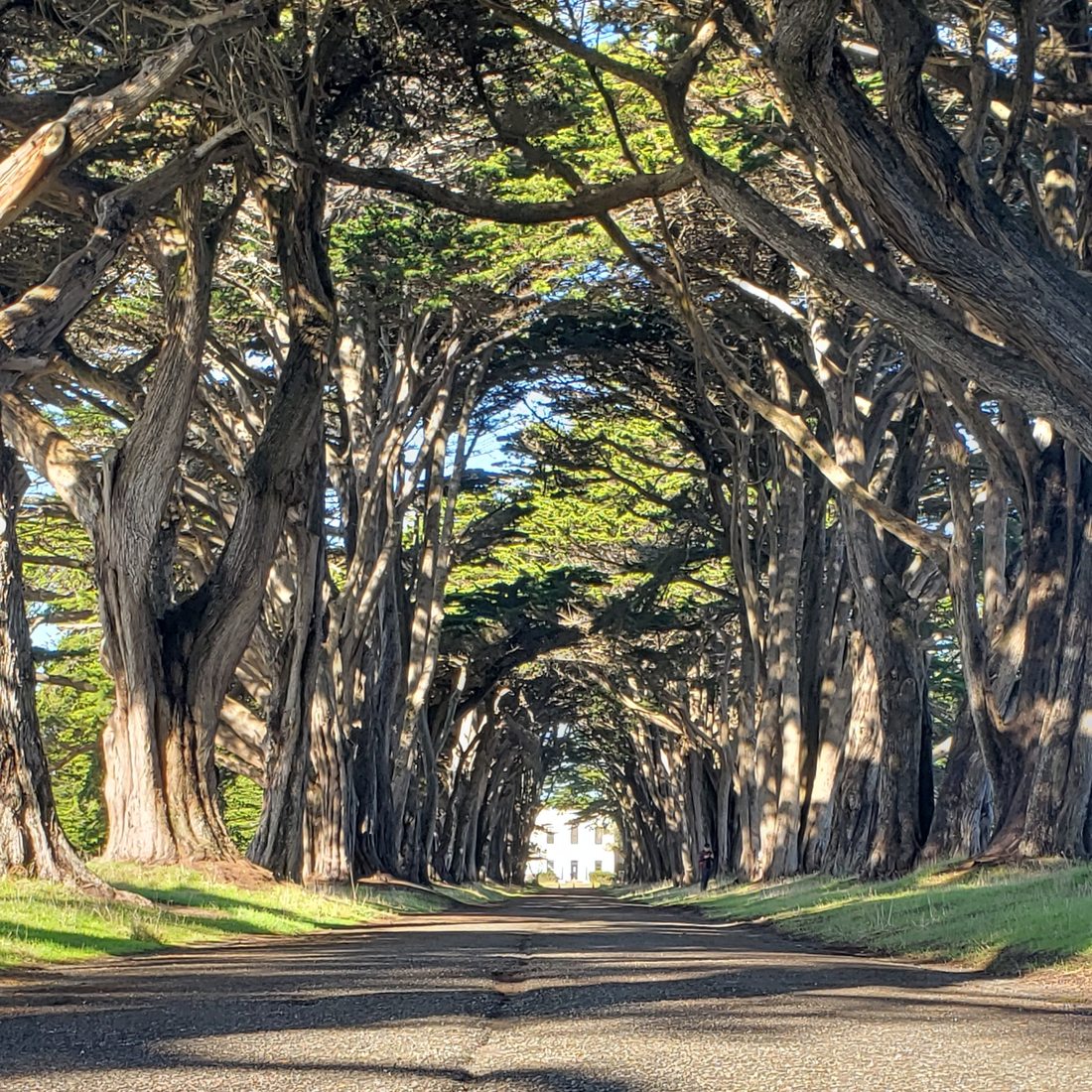 Cypress Tree Tunnel, Point Reyes National Seashore, USA