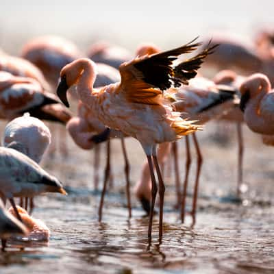 Flamingo Lagoon, Namibia, Namibia