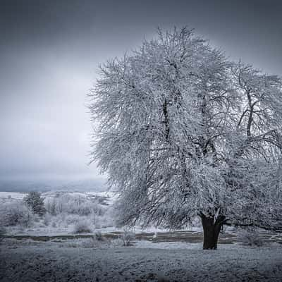 Kotel - Tree, Bulgaria