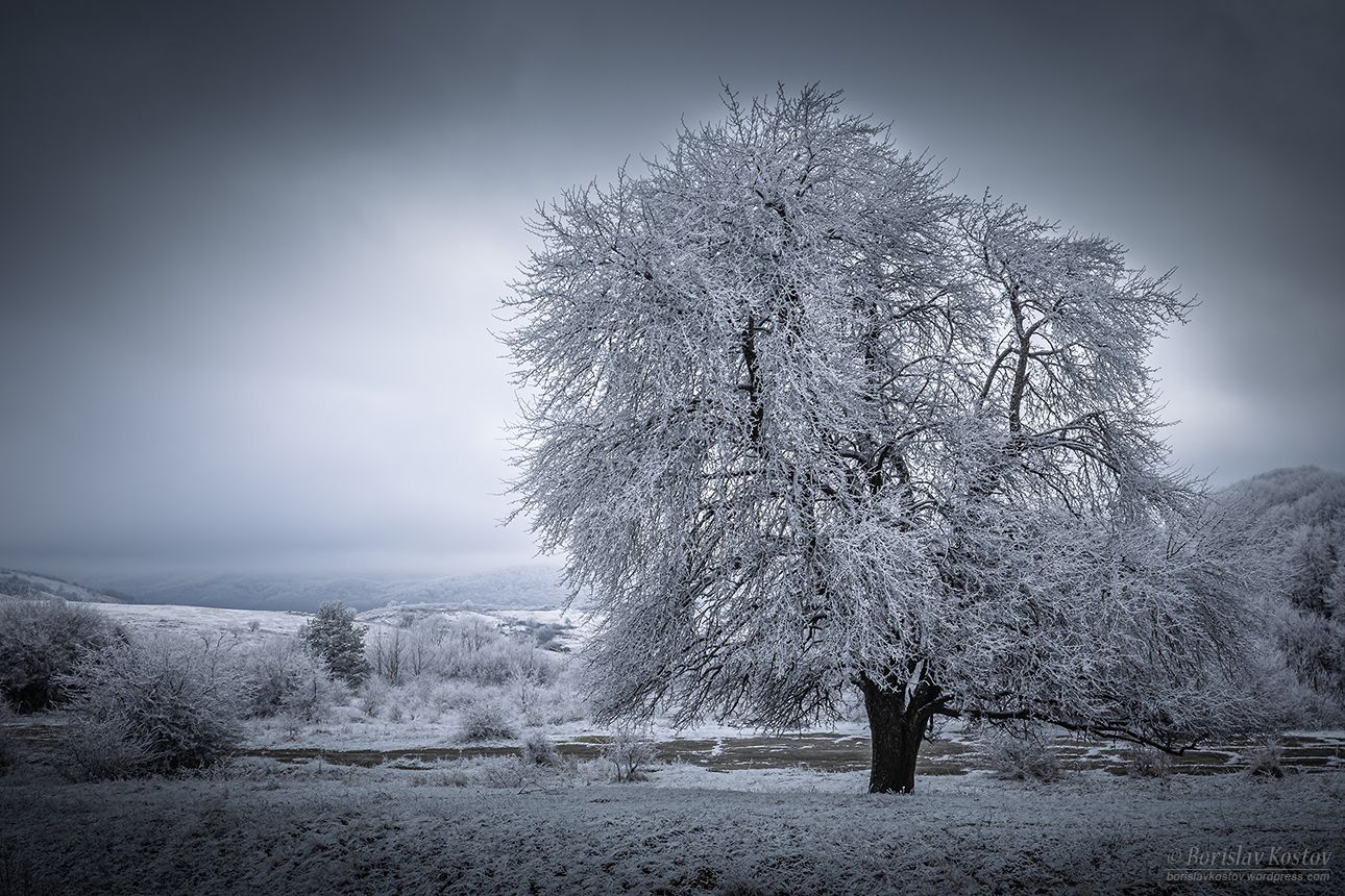 Kotel - Tree, Bulgaria