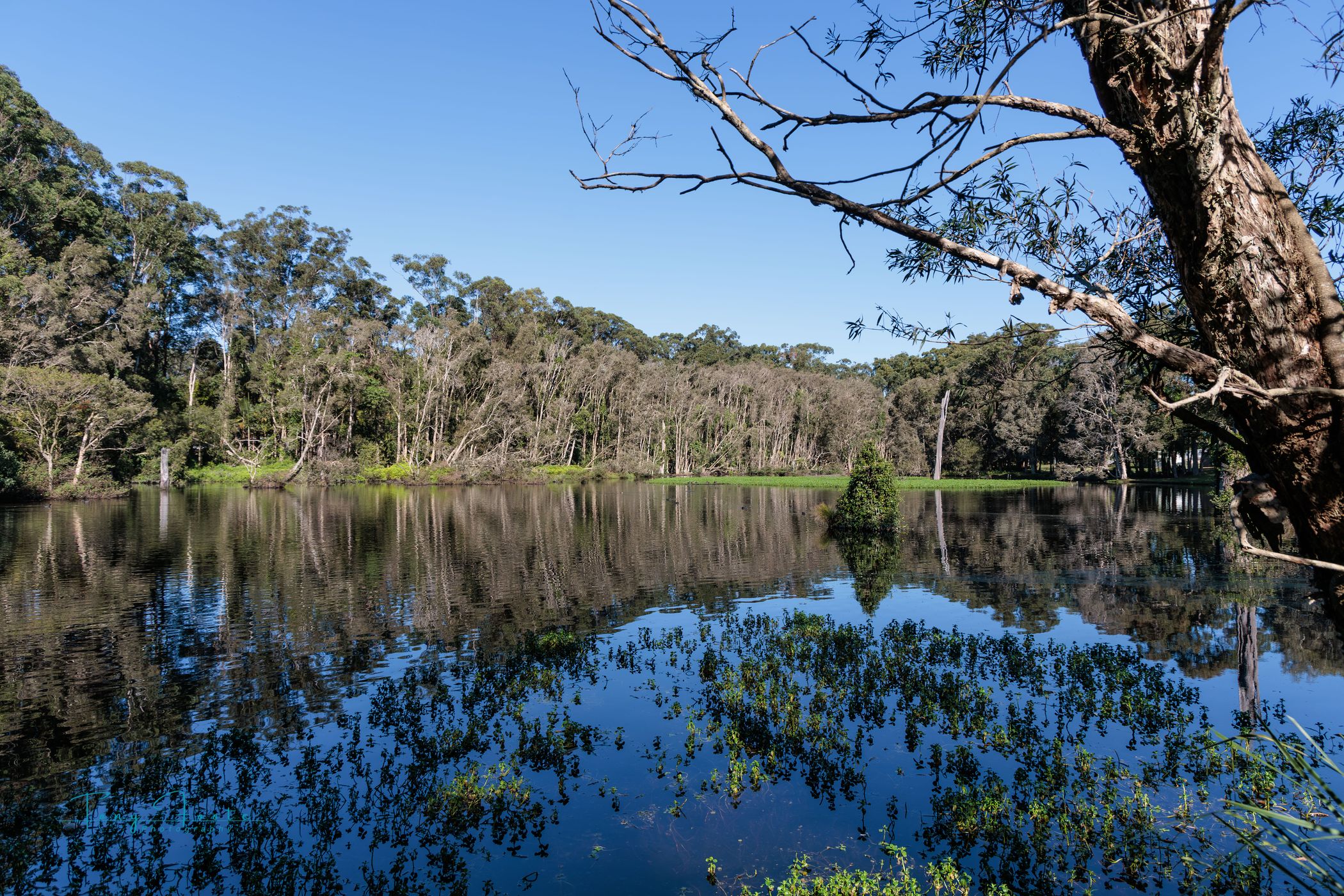 Linden Avenue Duck Pond, Australia