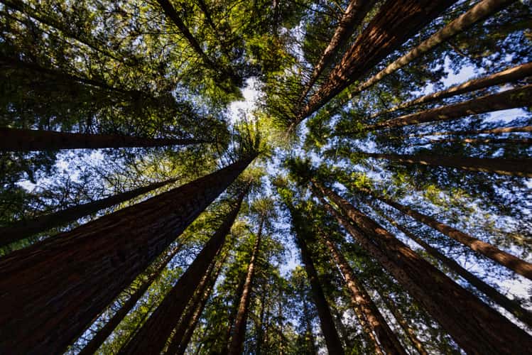 Looking up Redwood Forest, Rotorua, North Island
