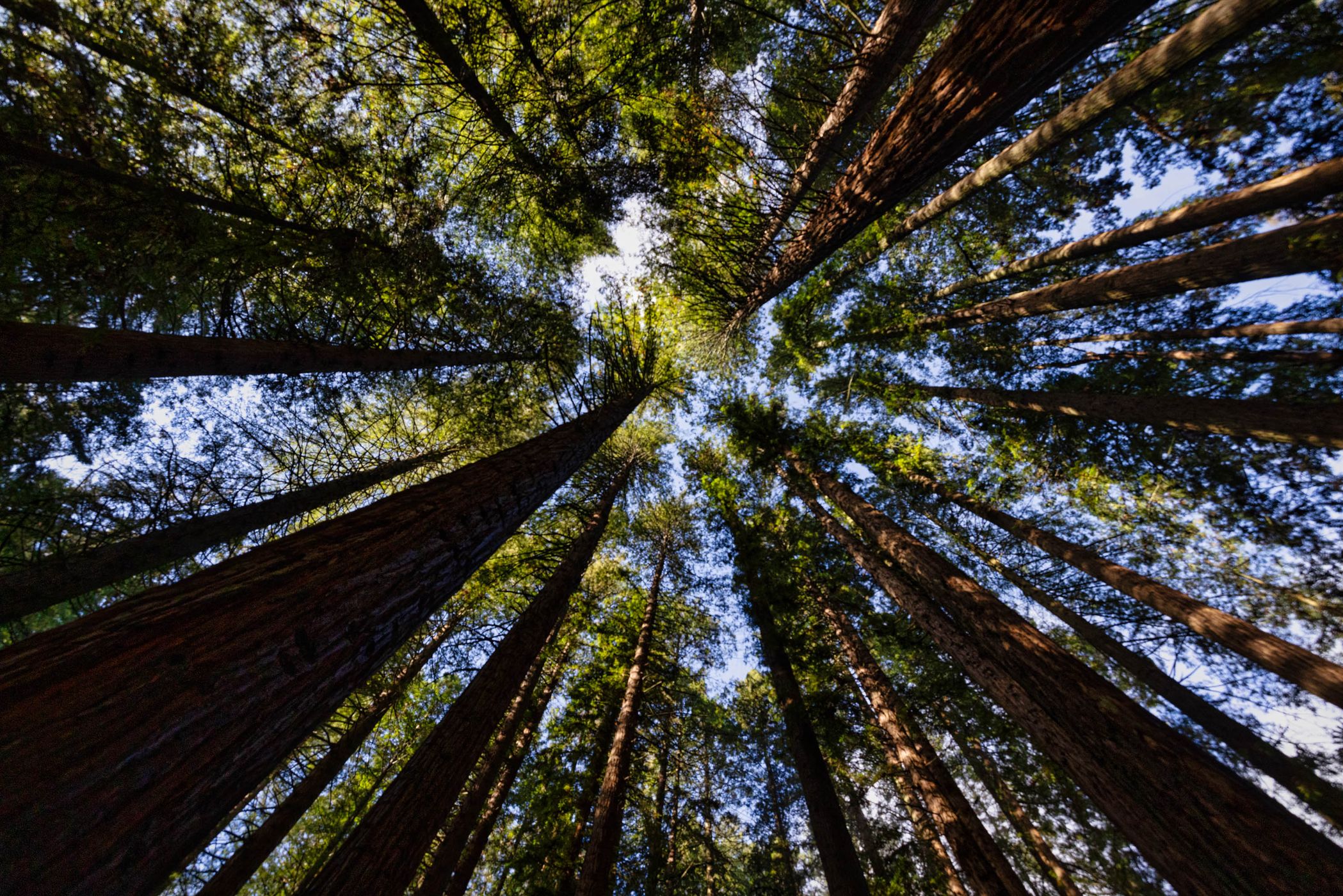 Looking up Redwood Forest, Rotorua, North Island, New Zealand
