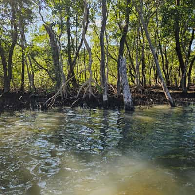 mangrove, Brazil