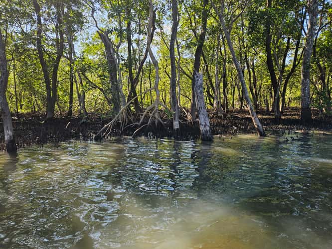 mangrove