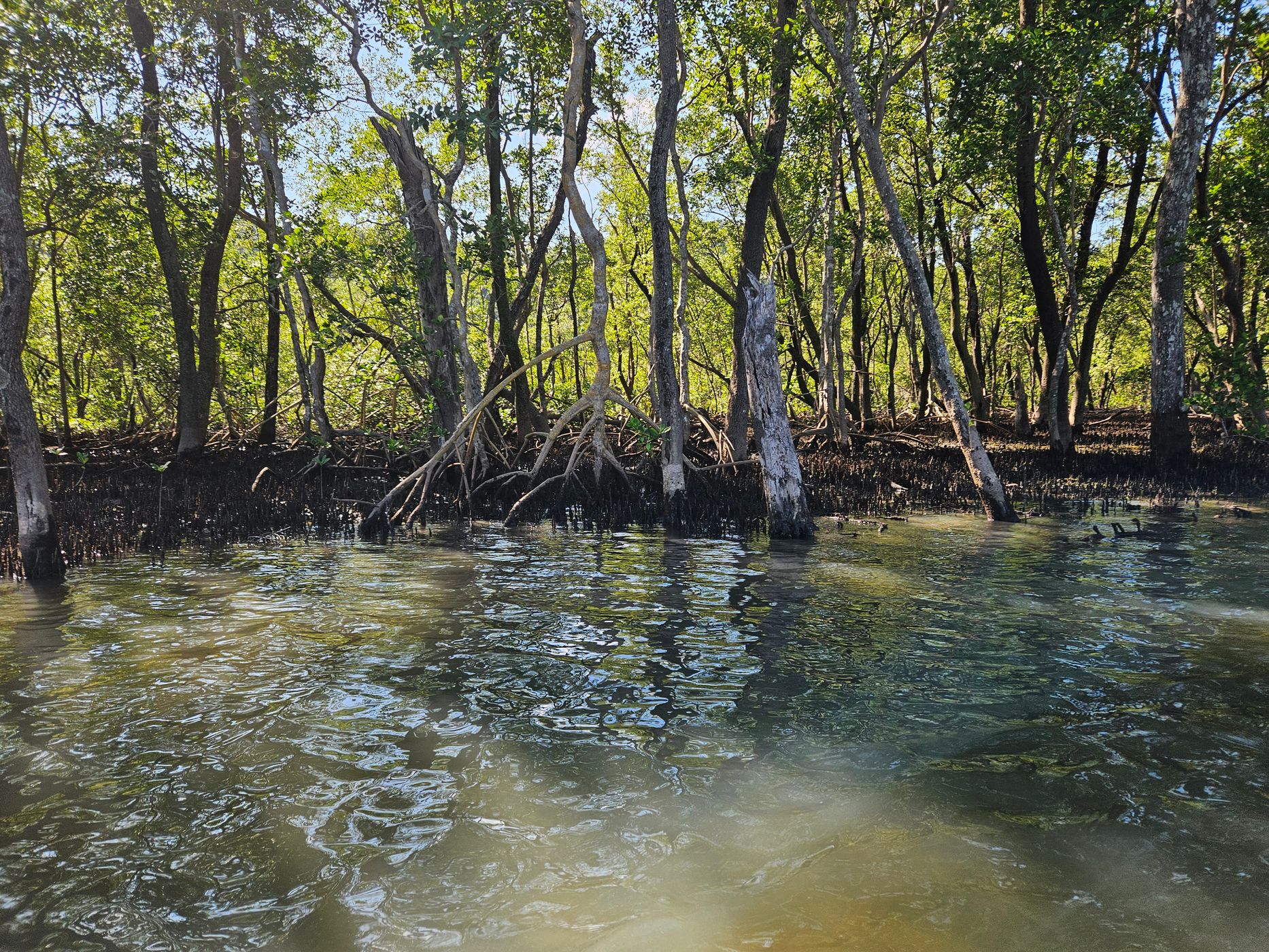 mangrove, Brazil