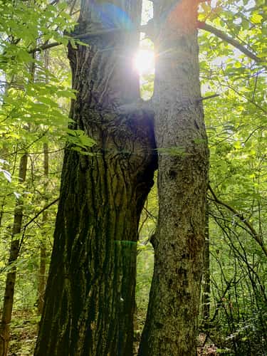Mill Creek Ravine
