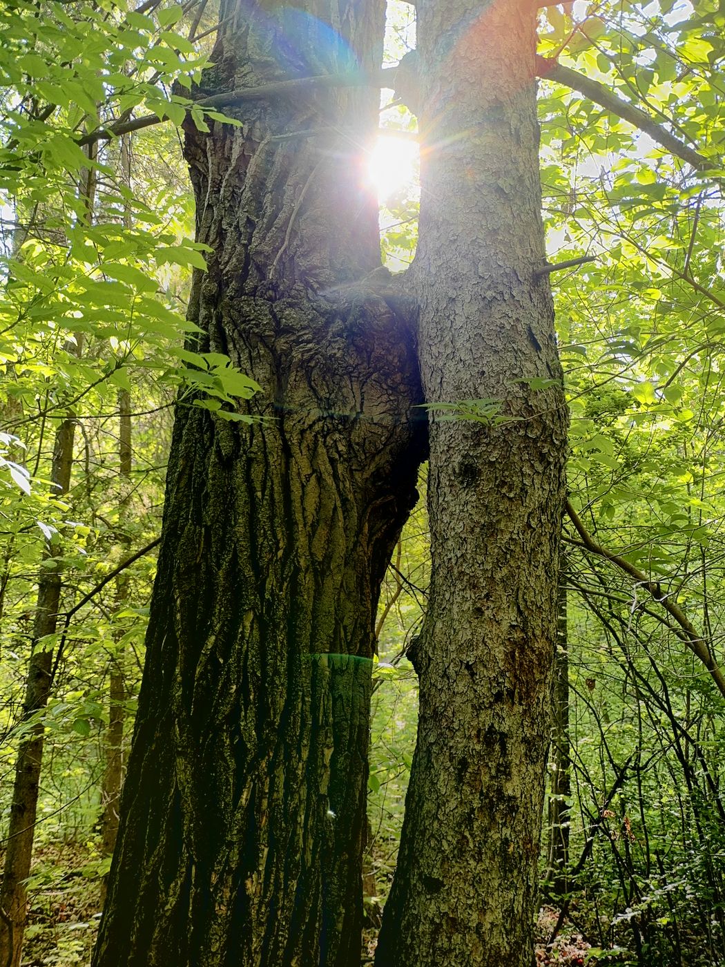 Mill Creek Ravine, Canada