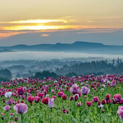 Mohnblüte, Germany