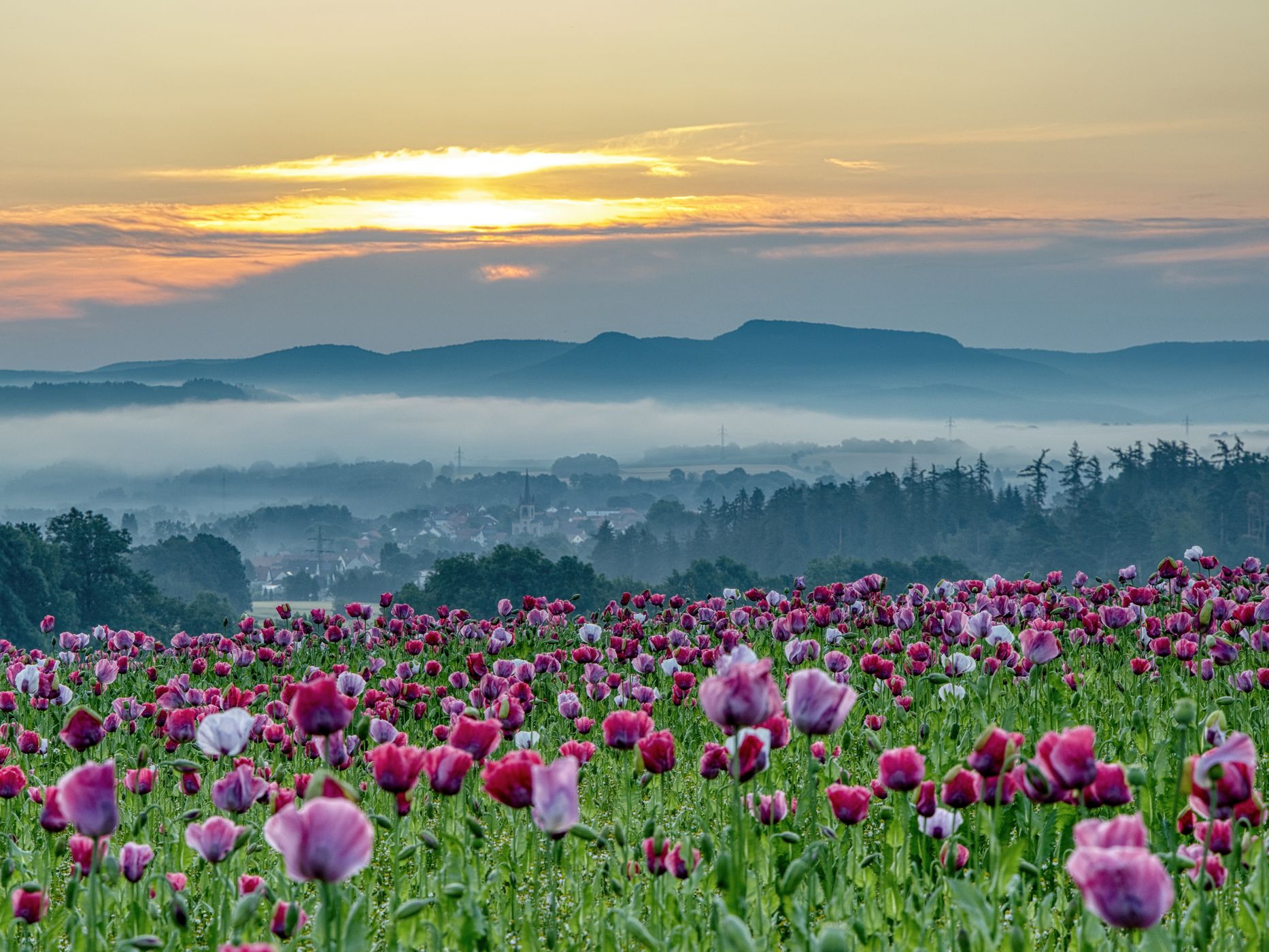 Mohnblüte, Germany