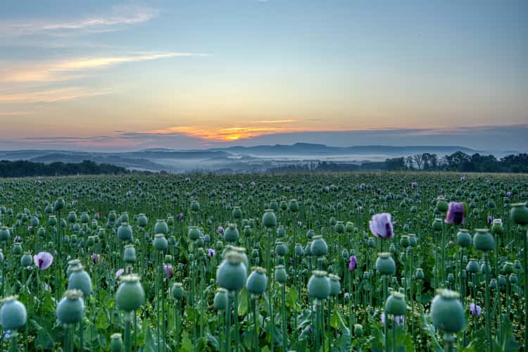 Mohnblüte