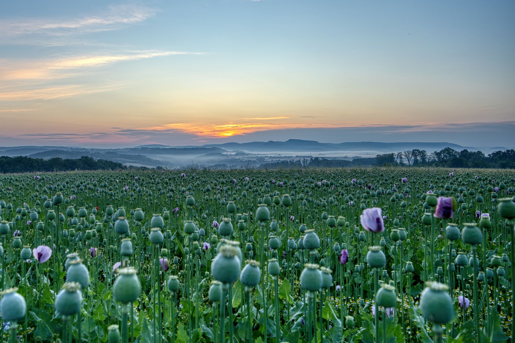 Mohnblüte, Germany