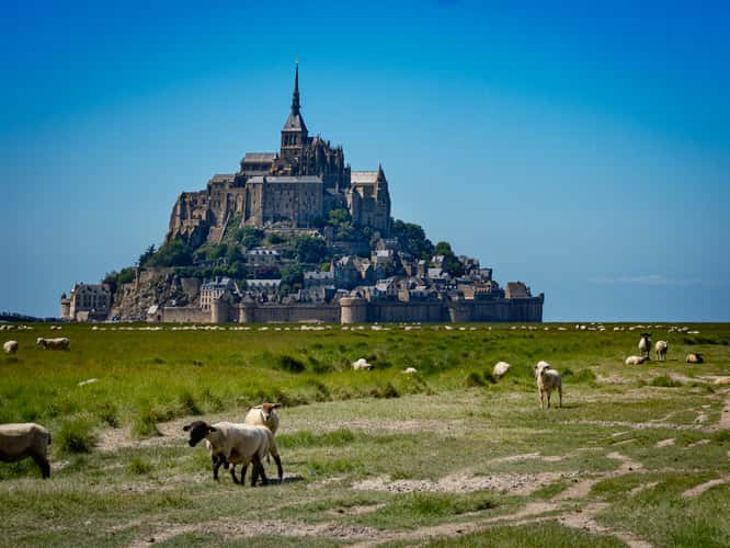 Le Mont Saint-Michel and sheeps