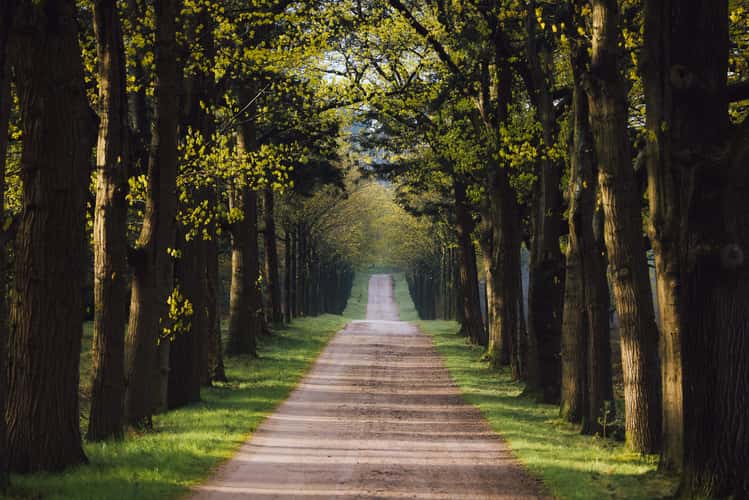 National Park Sallandse Heuvelrug path