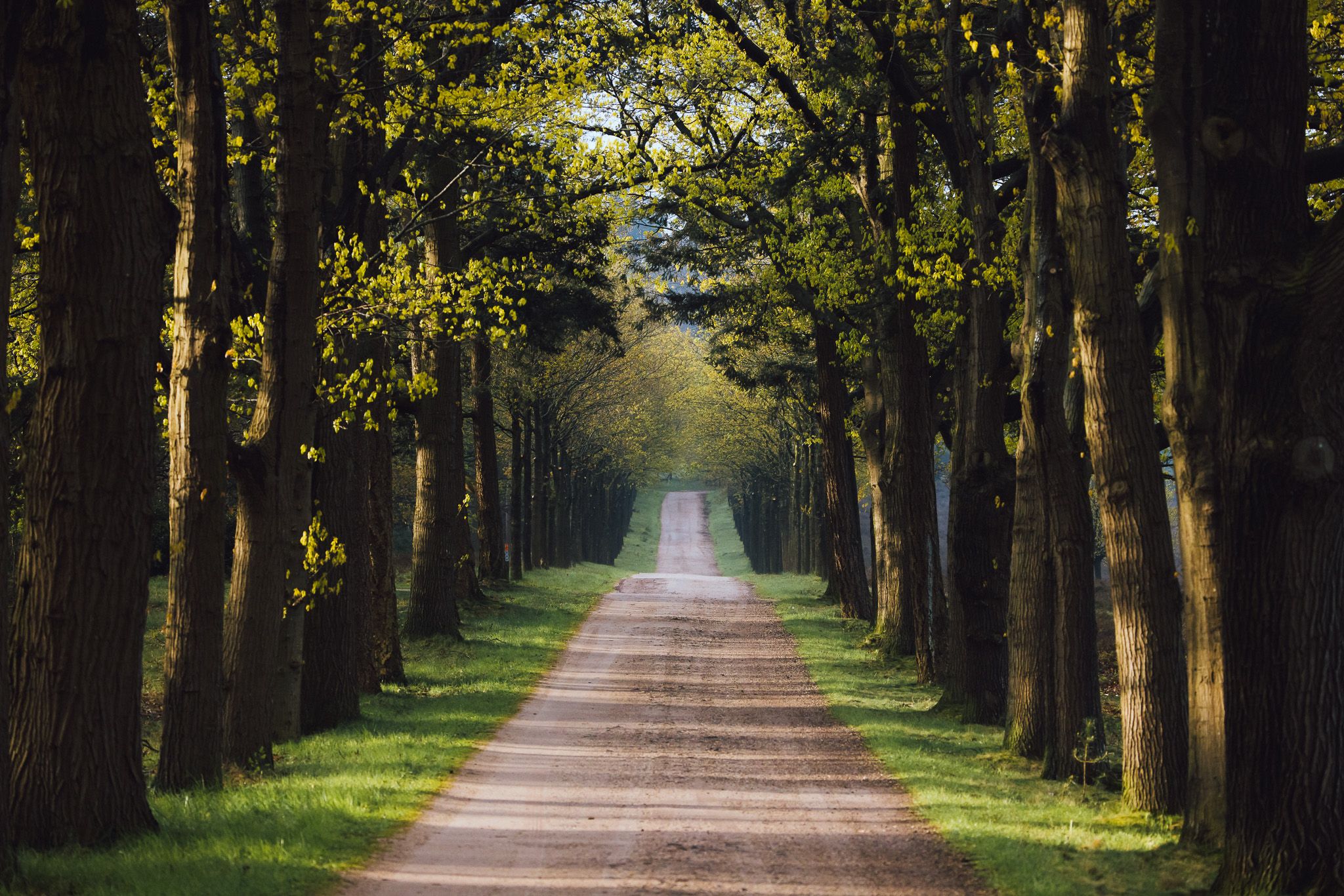 National Park Sallandse Heuvelrug path, Netherlands