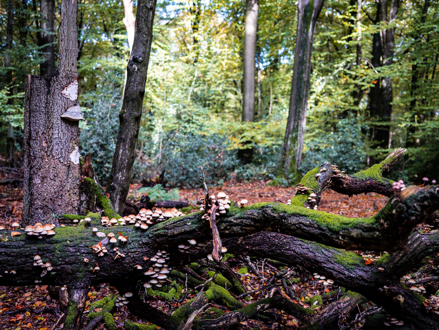 Naturwald Hasbruch, Germany