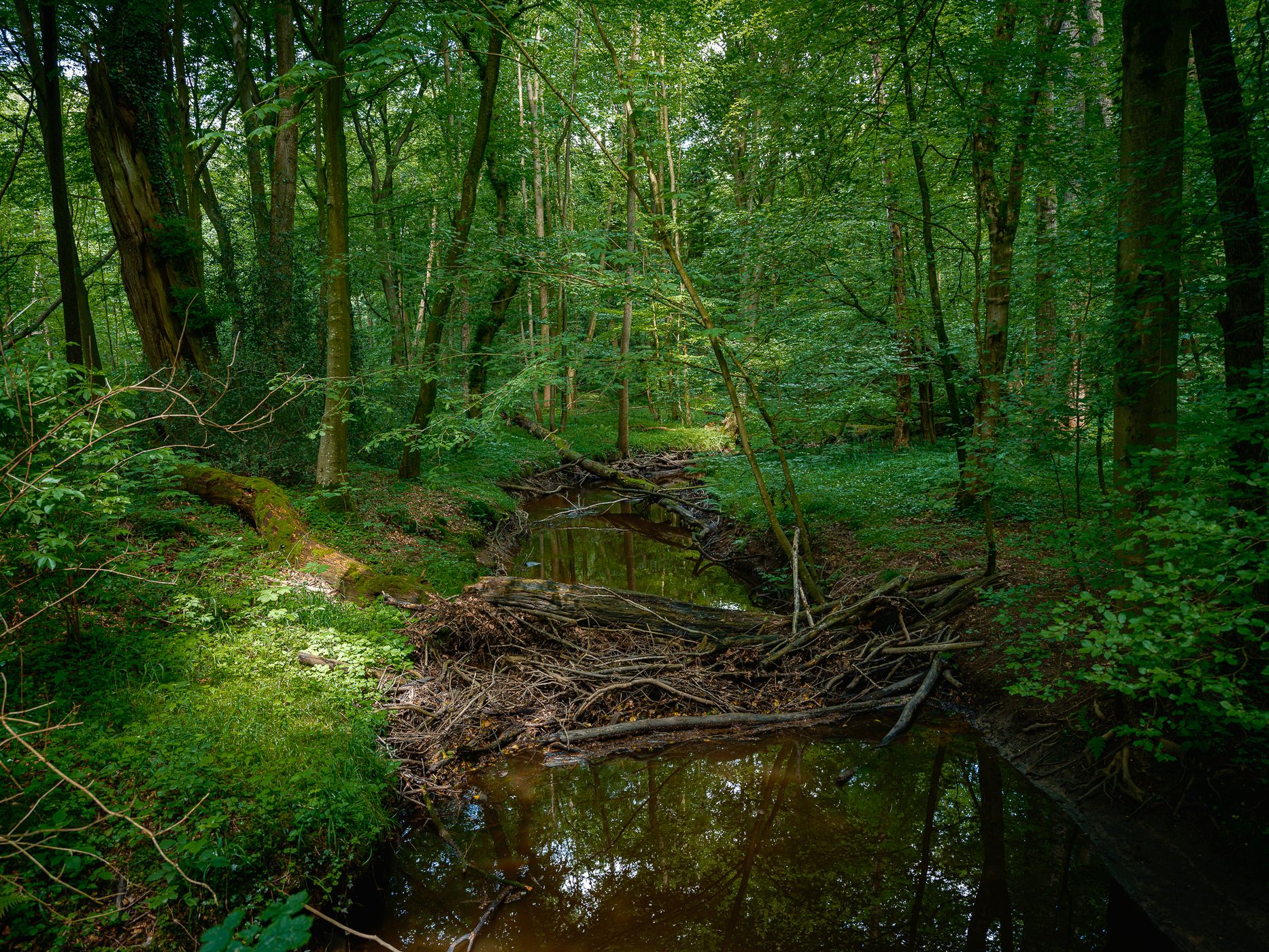 Naturwald Hasbruch, Germany