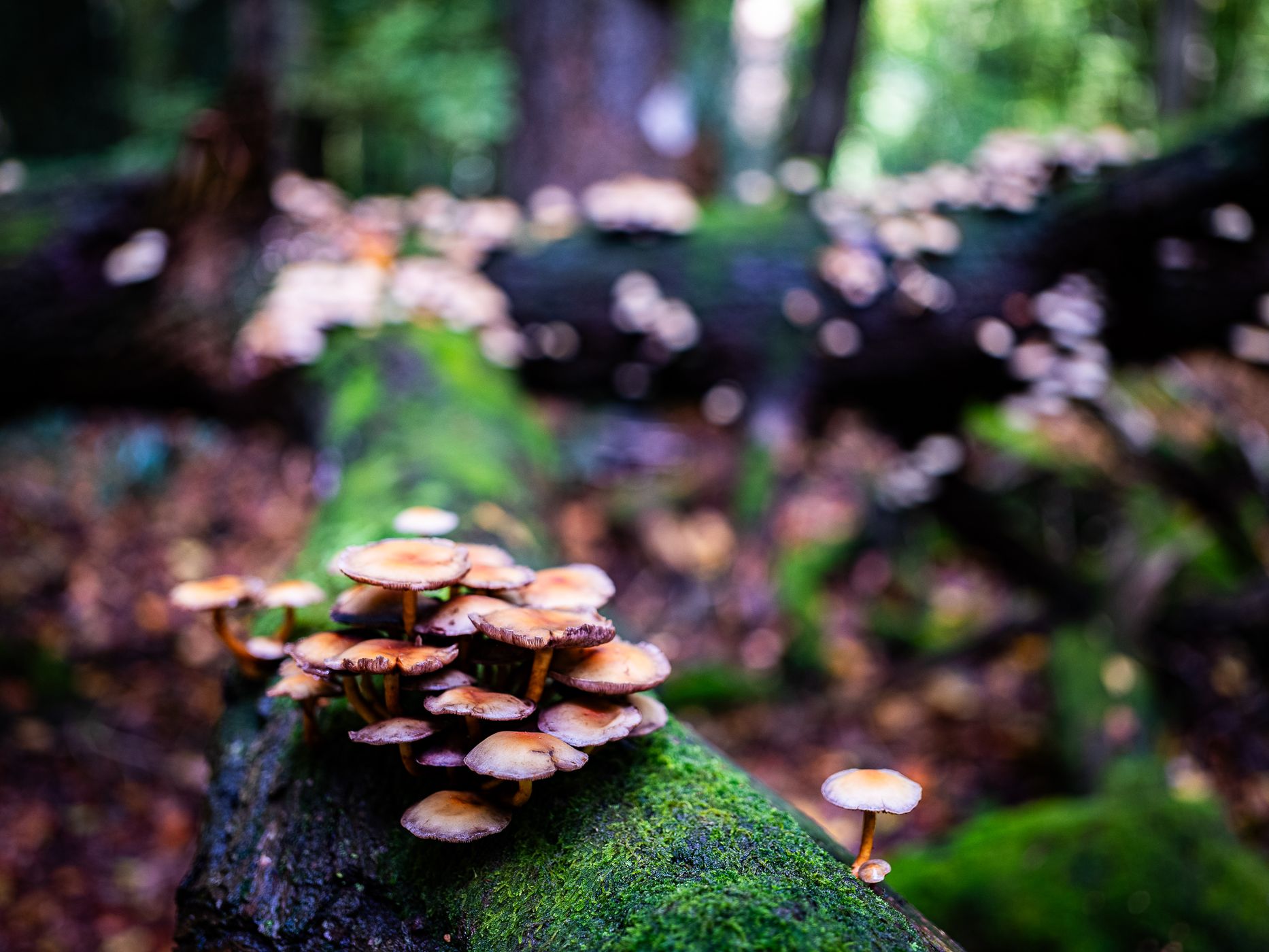 Natural Forest - Top Spots for this Photo Theme