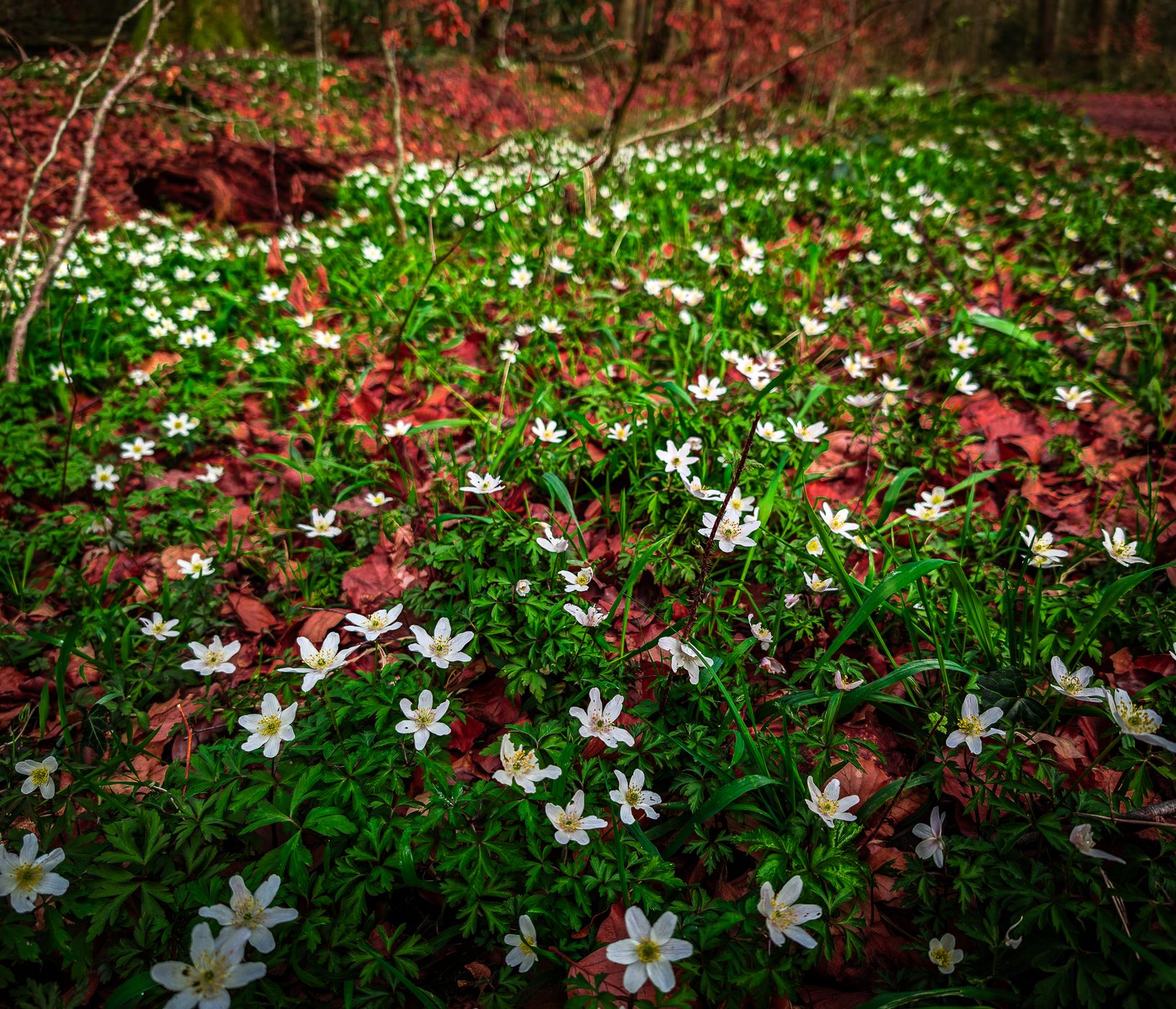 Naturwald Hasbruch, Germany