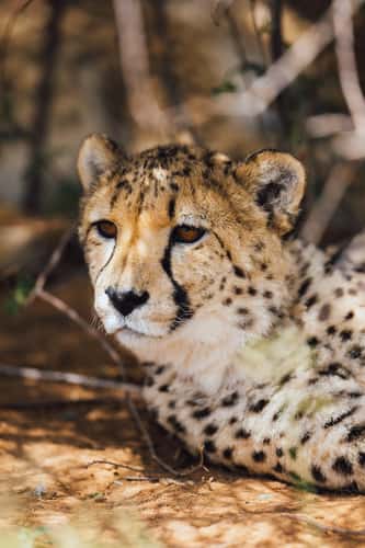 Okonjima cheetahs, Namibia