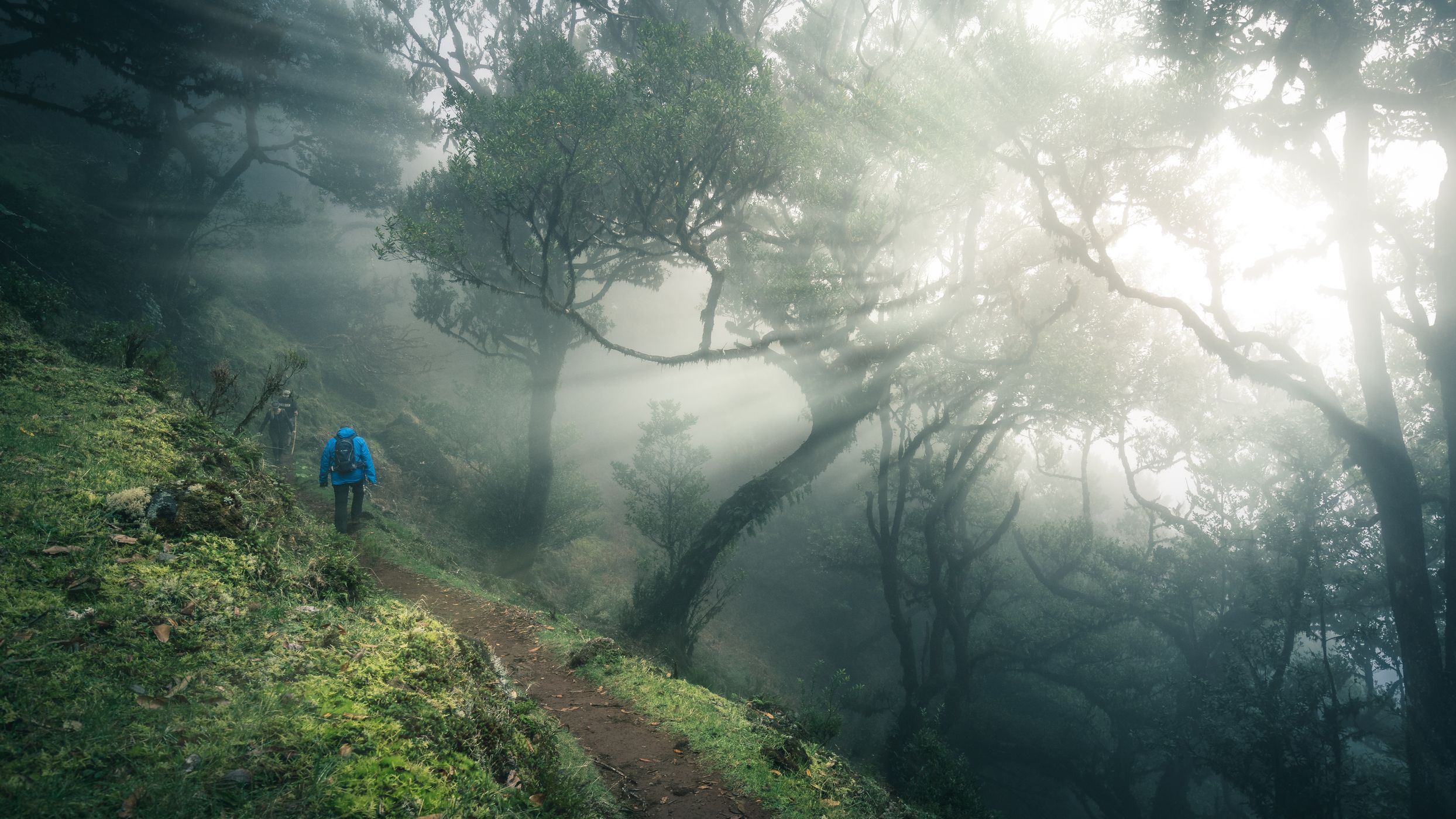 Fog Forest Fanal, Madeira, Portugal
