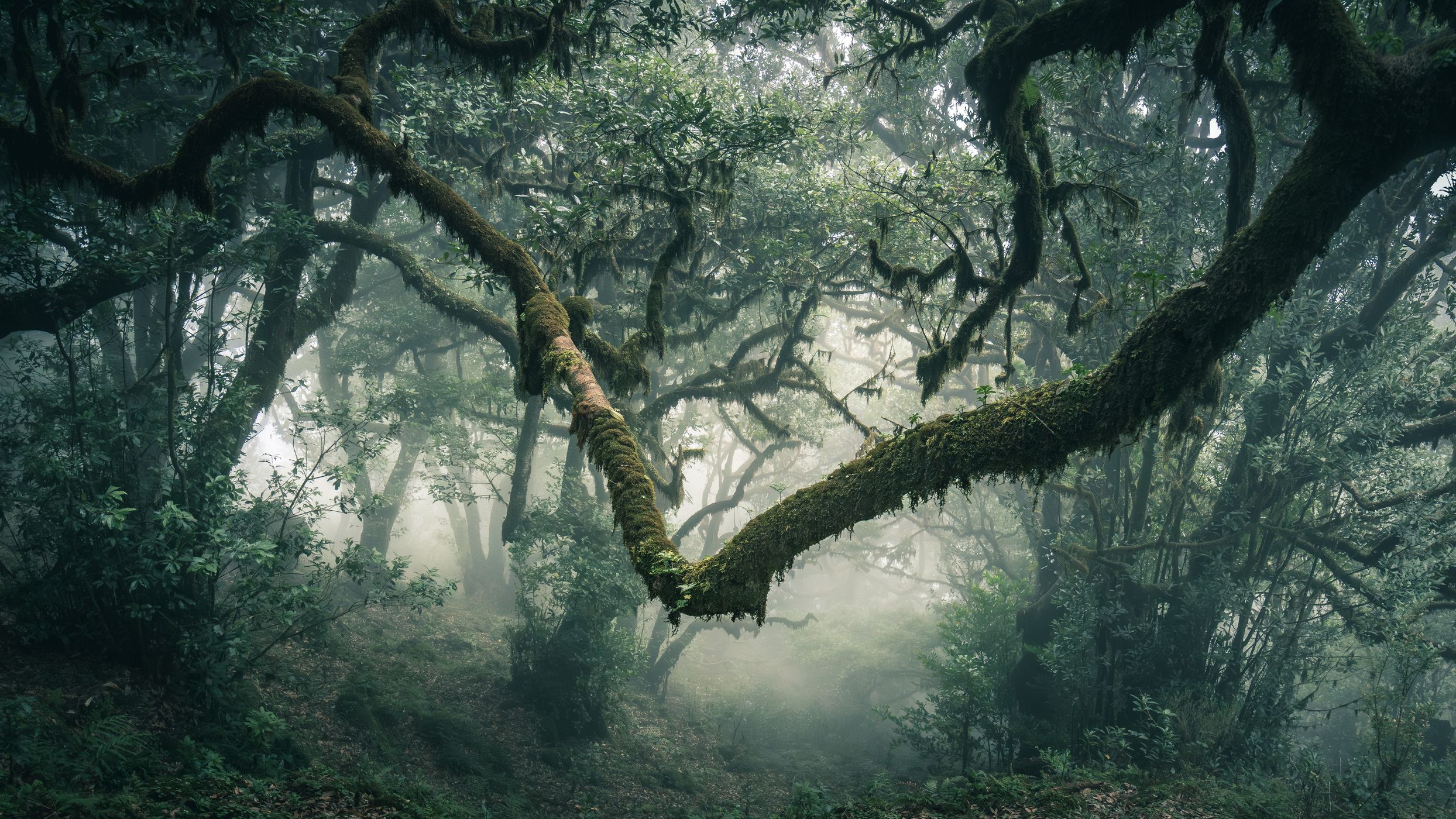 Fog Forest Fanal, Madeira, Portugal