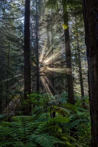 Redwood forest, Rotorua, North Island
