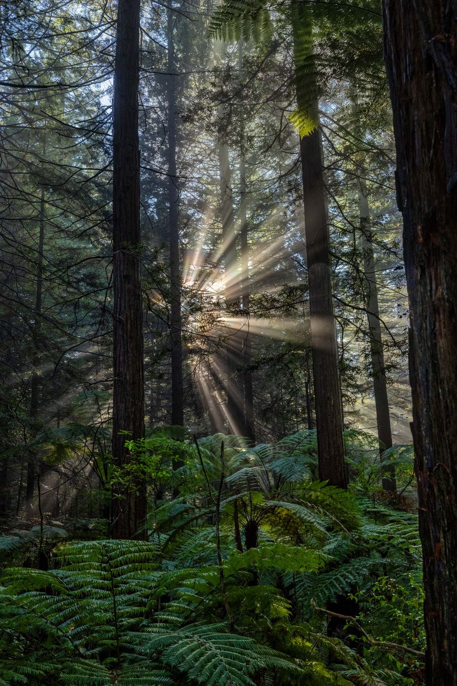 Redwood forest, Rotorua, North Island, New Zealand