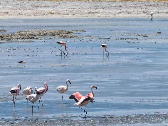 Salar de Pedernales