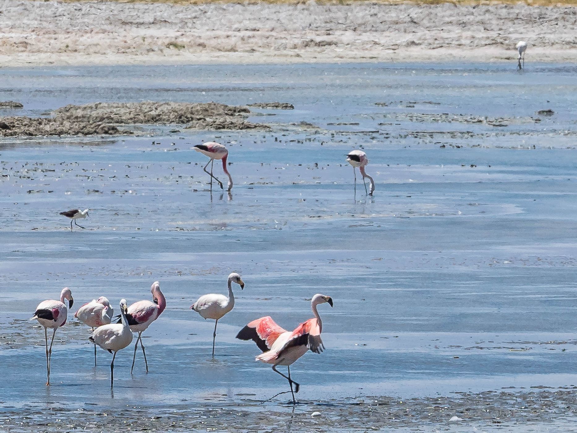 Salar de Pedernales, Chile