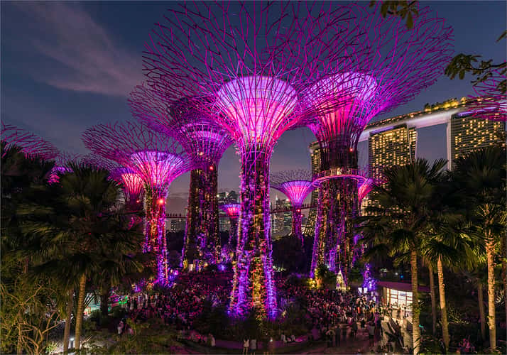 Supertree Grove - Gardens by the bay, Singapore